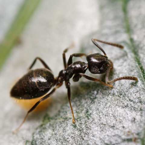 2 Common Ants In Maryland That Want To Invade Your Home - Eco Care Pest ...