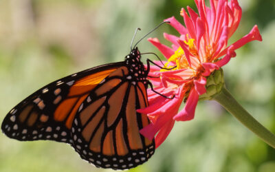 Are Butterflies Just Beautiful?