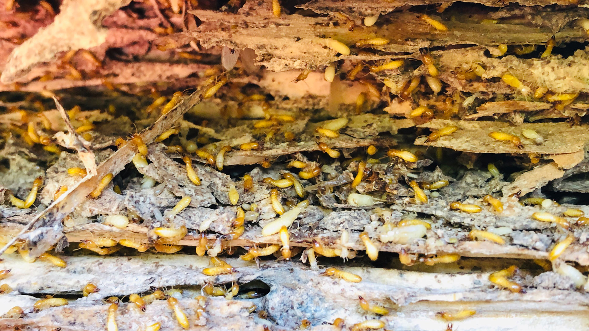 4 Signs You Have A Termite Infestation Eco Care Pest Management