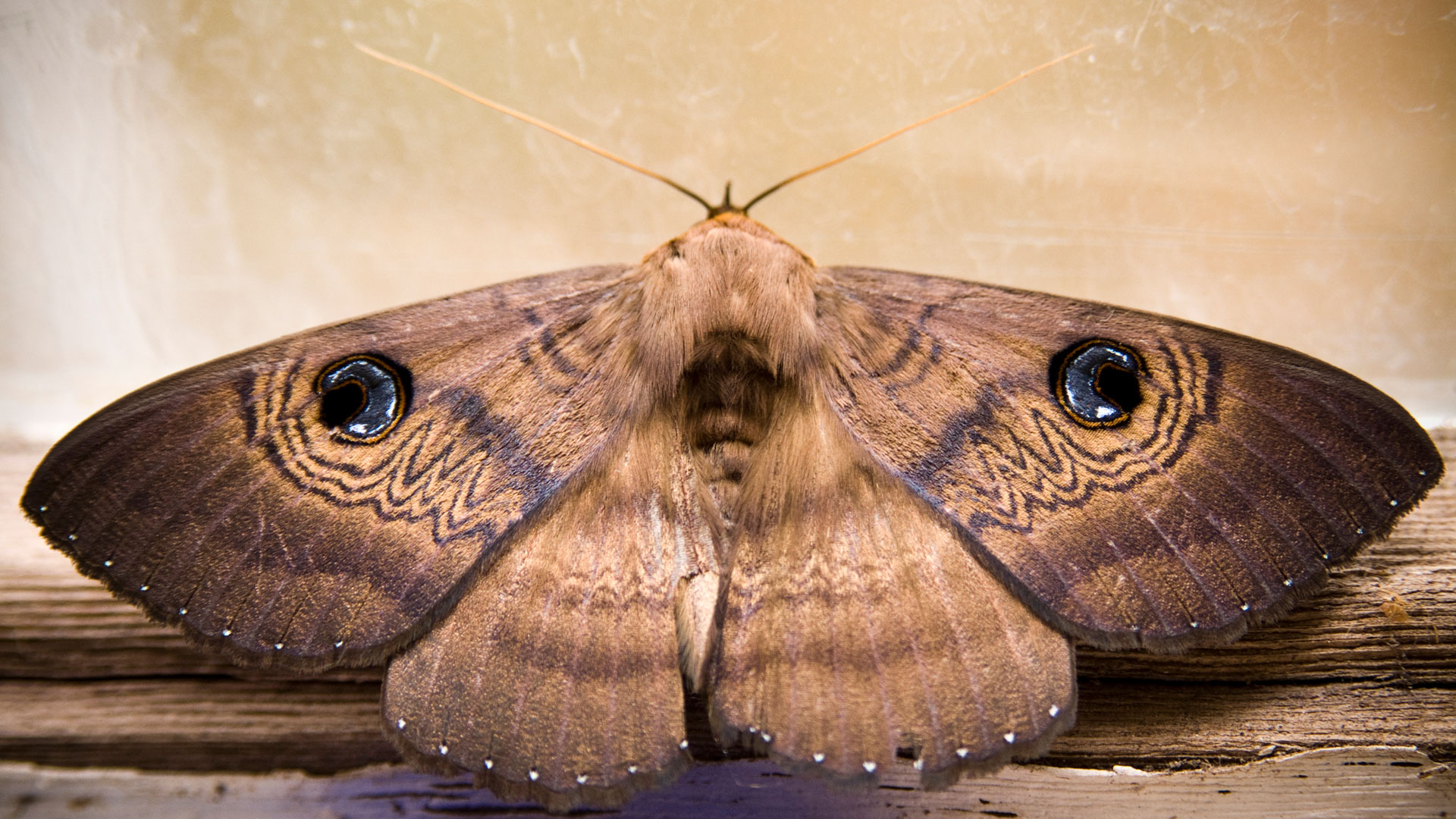 How to Manage a Moth Infestation Eco Care Pest Management