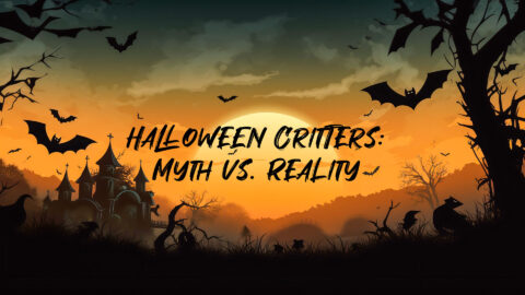 Spooky Pests: Unmasking the Real Critters of Halloween - Eco Care Pest ...