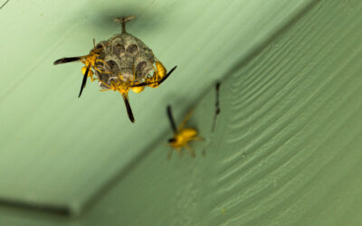 Stinging Pests: How to Handle Wasps, Hornets, and Carpenter Bees