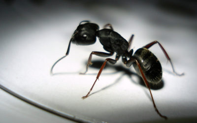 CARPENTER ANTS are NESTERS!