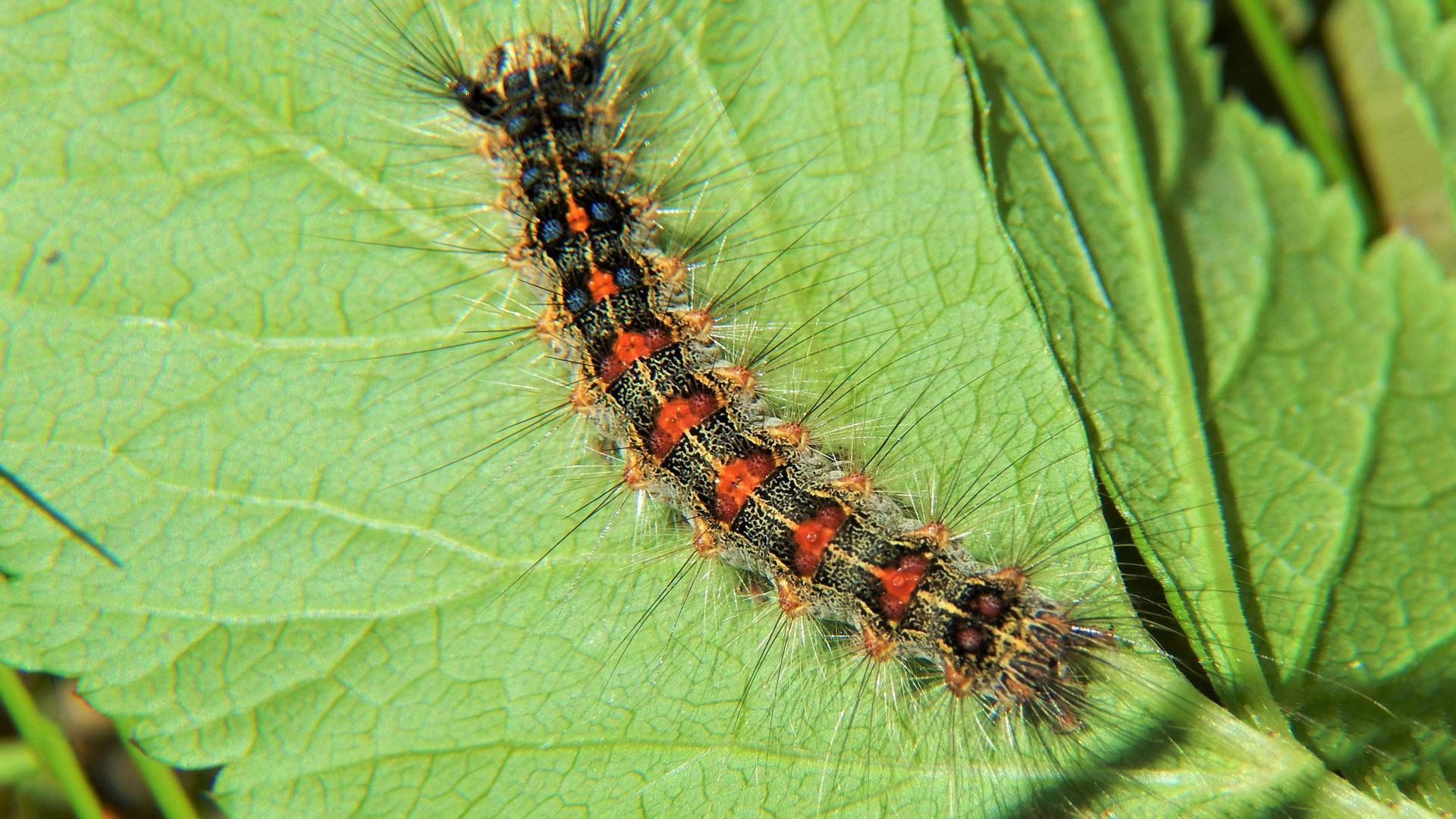 Maryland Insects