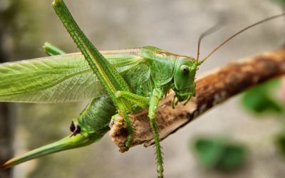 How Insects Use Their Senses to Evade