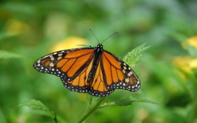 Summer Insect Fun