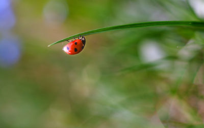 The Good, The Bad, The Ugly About Beetles