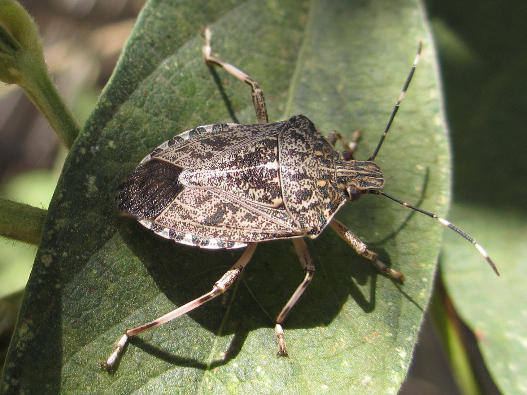 Why Stink Bugs Invite Themselves Into Maryland Homes for the Winter