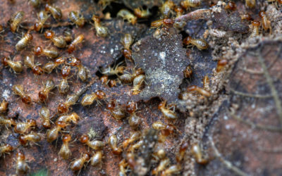 Wood is a Tasty Snack for a Termite