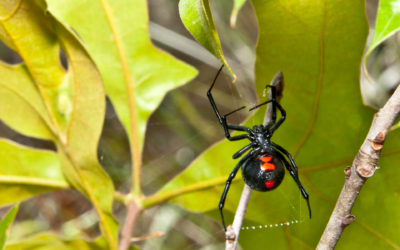 Charlotte’s Got Herself a Big Ol’ Web: Types of Spiders in Maryland