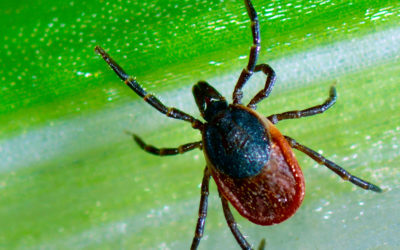 Ticked Off About Lyme Disease