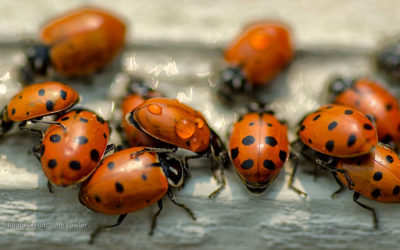 How To Get Rid Of A Ladybug Infestation