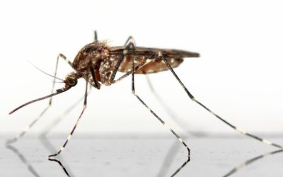 Extreme Winter Weather Means Mosquitos are on the Rise this Spring/Summer