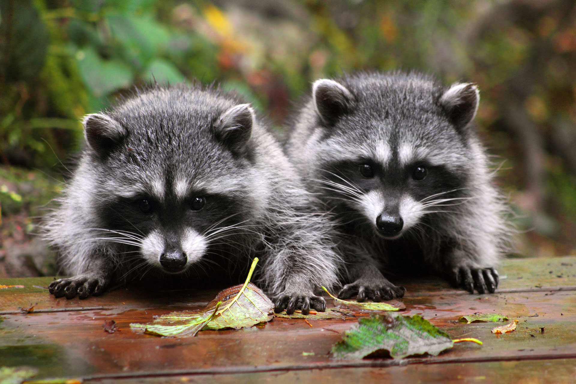 rabid-raccoon-exposes-five-in-edgefield-county-to-disease-fitsnews