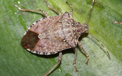 The Brown Marmorated Stink Bug is BACK!